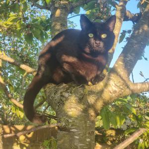 Jane McIlroy, £5 Weekly Lottery winner “I adopted Bodie after the loss of my previous cat, Tux, who was also a Cats Protection cat. Bodie likes to 'help' when I'm working from home by knocking a pen or pencil onto the floor to play football with.”