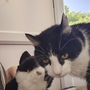 “Over the weekend I received my lovely cuddly cat, whom I have named Figaro. Here he is with Felix who could be Figaro's twin!” Becca Weatherly, subscription cuddly cat winner