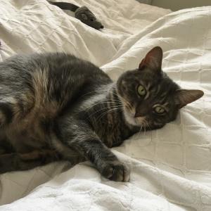 “This is my beloved Mabley, adopted from Cats Protection in 2021.” Diana Vowles – Cat Lovers Raffle player. 