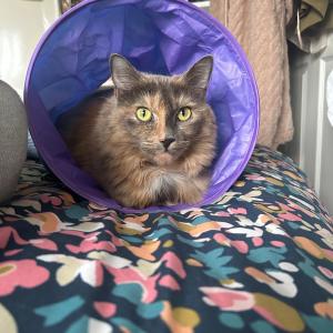 Amy Sinclair, £5 Weekly Lottery winner  “I’m so happy to support Cats Protection. My cat, Pepper, is my world and the kindest soul. She will be receiving £5-worth of Dreamies! She loves bird watching, dinner time and sleeping on her dad’s lap.”