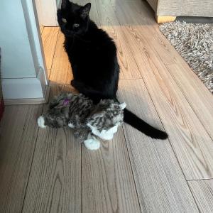 Ruth Greenwood, Cat Lovers Raffle subscriber. “This is my 16-year-old cat, Archie, making friends with my raffle cat, Artura.”