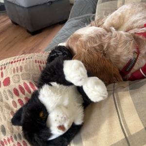 Joan Irons, Cat Lovers Raffle subscriber -  “Thank you so much for the new addition to our family! Raffles (of course) our new kitty has lost no time making friends and settling in. She is pictured here with her new bestie Brock, the cocker spaniel.”