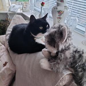 Julie Cuthbertson, Cat Lovers Raffle subscriber. “Sally, our 15-year-old cat, is happy with her new friend. She enjoys cuddling up to him. I have named him Ralph after the raffle.”