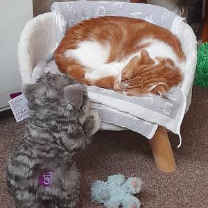 Shawna Eadie’s Fast Entry cuddly cat, who she has named Storm, with Machrie.