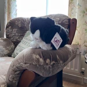 “He arrived today and sits in a similar position to our late cat Blue, whose favourite place was on an armchair. Blue was with us for six years.”  Colin Andrews, Raffle Subscription cuddly cat winner
