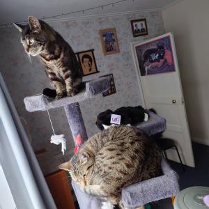 Kevin Clark, Cat Lovers Raffle subscriber  Misty and Tiger sharing their cat tree with their new raffle subscription cuddly cat.