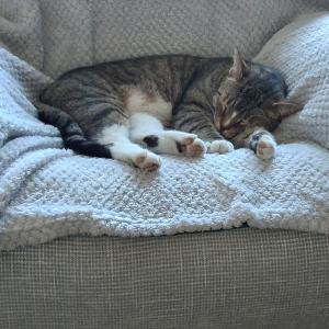 May Redfern, £10 Spring Raffle winner "Very happy to have just received my Raffle prize. We will always support Cats Protection because we have always had cats. This is our cat, Barney, who will no doubt be getting most of the winnings in treats."