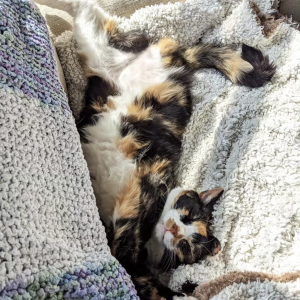 Saskia Dade, £5 Weekly Lottey winner “I have supported Cats Protection since I found my three-legged cat, Izzy, at Cats Protection in Edinburgh. Cats Protection gave her a second chance of life.”