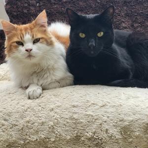 Paula Curryer, £5 Weekly Lotter winner -  “Thank you so much, it's lovely to know that I've won but especially that I'm supporting such a fantastic cause. Mr Whiskas and Loki Bear are lucky to be in a loving environment.”