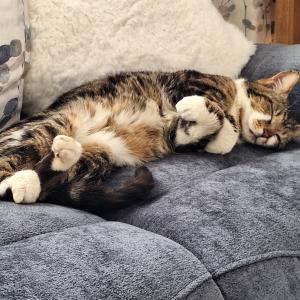 Anne Maynard, Cat Lovers Raffle subscriber “Thought you might like to see the cat I adopted from Cats Protection Surrey Cat Centre recently. He is called Cody, is three, and has settled in very well.”