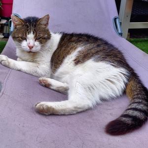 George, belonging to Debbie Shrimpton, Cat Lovers Raffle player.