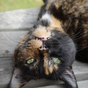 Tanya Henry, £10 Christmas Raffle winner. Tanya’s cat, Spook.